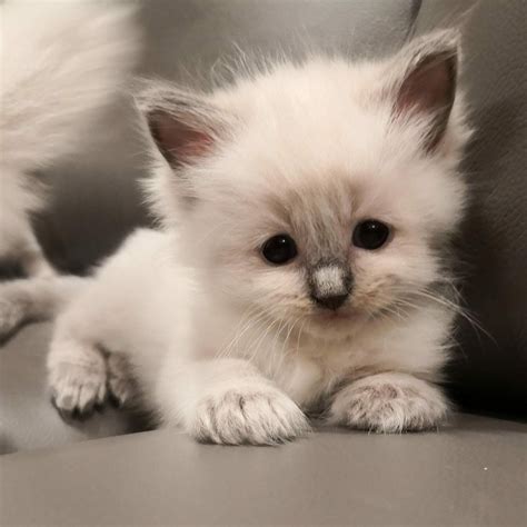 ragdoll kittens price